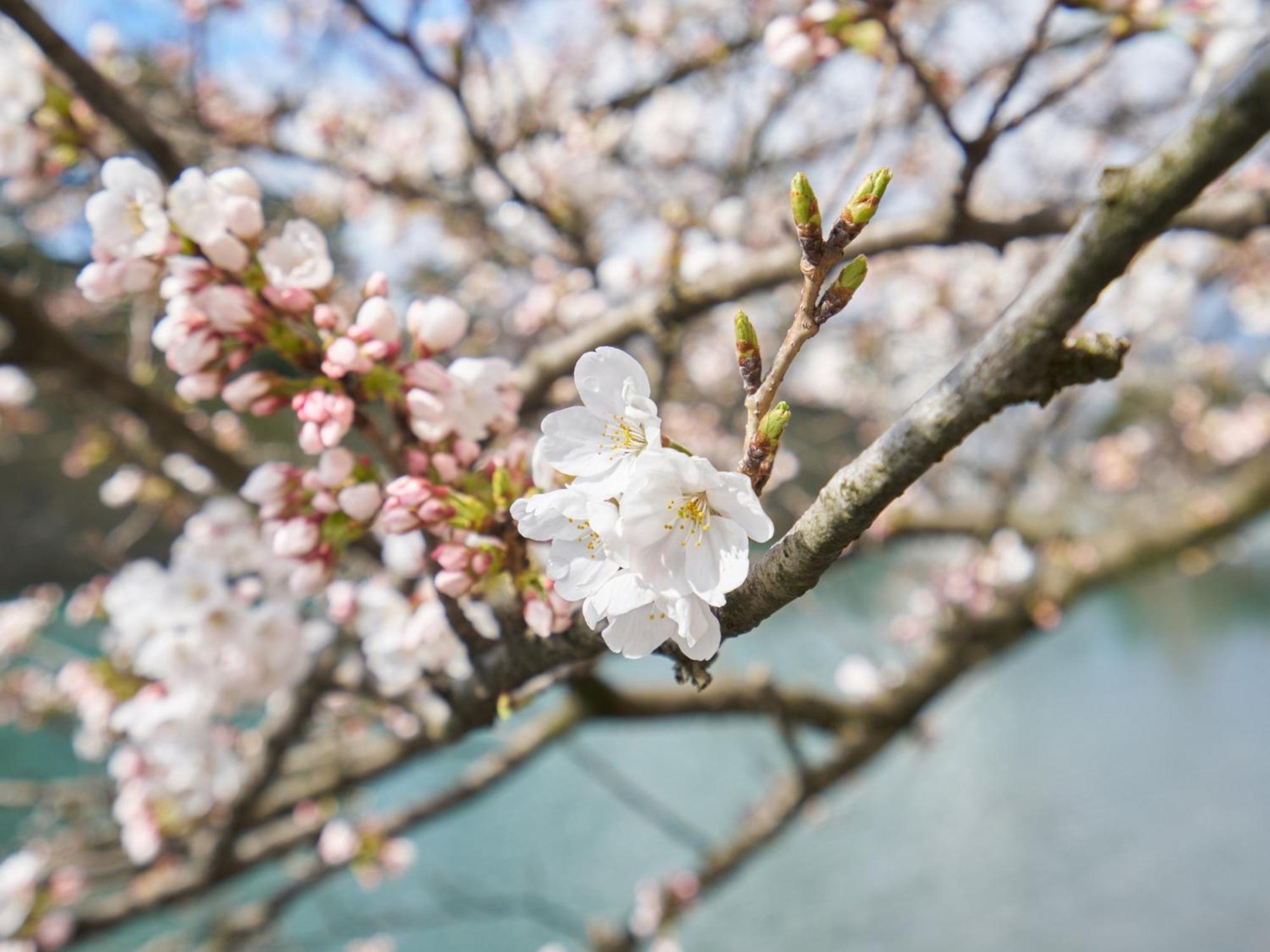 Hotel Fukui Castle - Vacation Stay 58696V 외부 사진